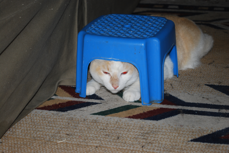 A light-colored cat scrunching down to fit their head and forelegs under a tiny step-stool, while the rest of their body spills out