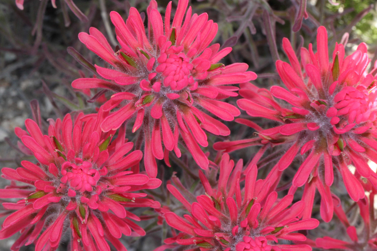 Pink flowers - If this looks like a placeholder image...well, you