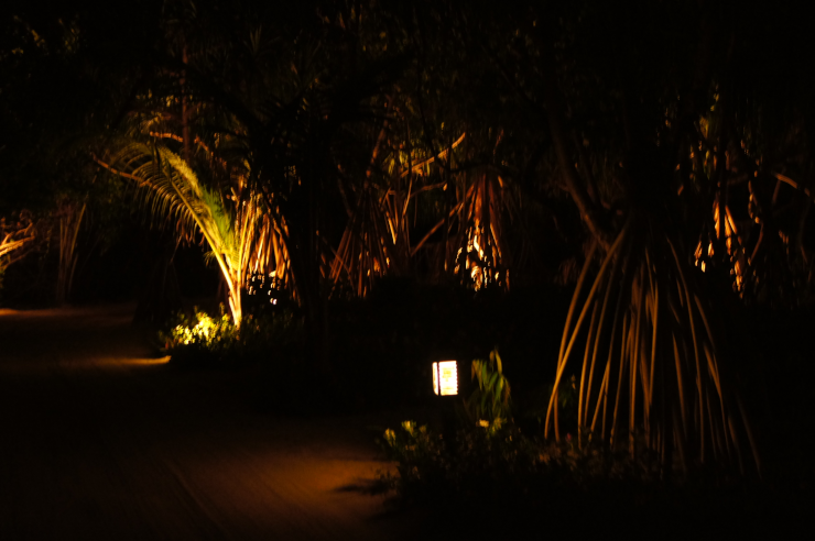 A tropical green area at night