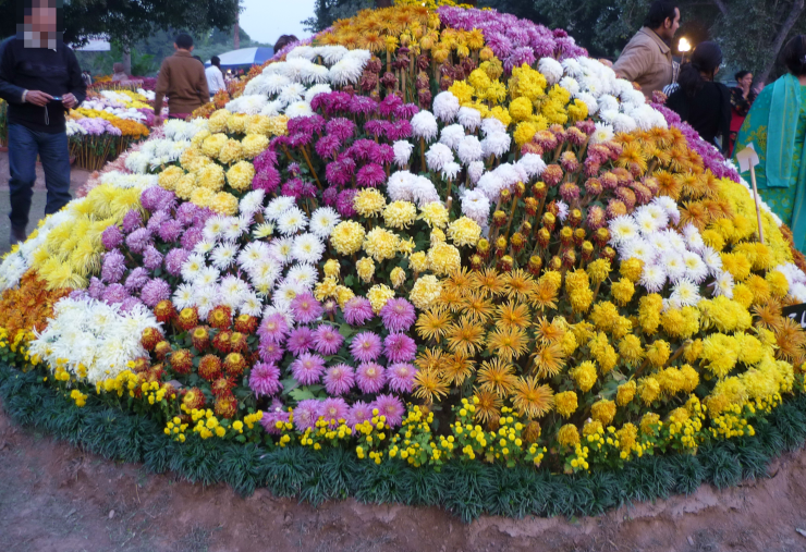 A display of chrysanthemums in Lahore, Pakistan