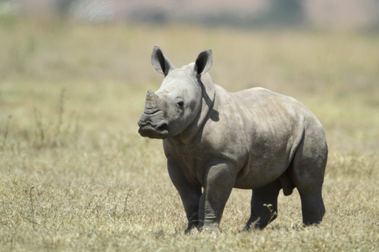 Solio Ranch, White Baby Rhino
